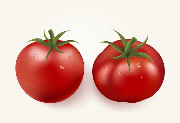 Um conjunto de tomates tomates fotorrealistas em uma ilustração vetorial de fundo branco