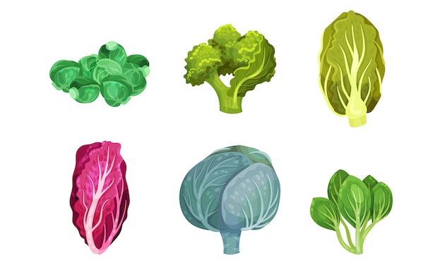 Um conjunto de vetores de repolho diferente com brócolis e pak choi