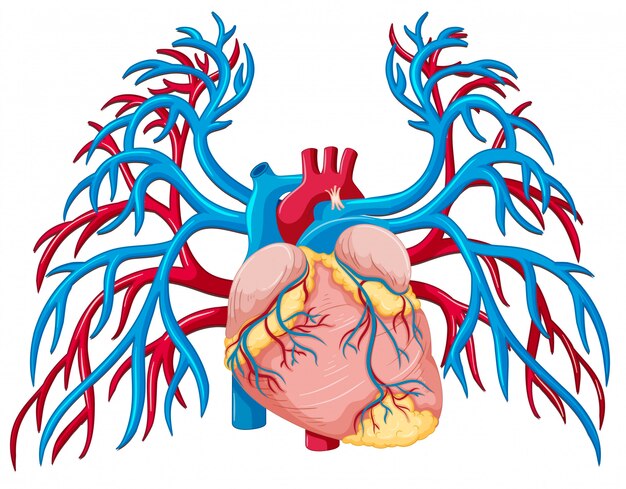 Vetor um coração humano no fundo branco