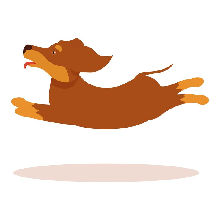 Vetor um dachshund castanho feliz a saltar e a correr com a língua para fora.