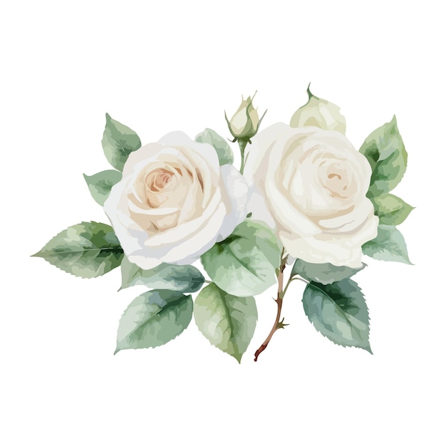 um desenho a aquarela de rosas brancas