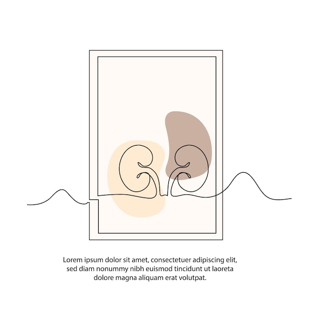 Vetor um desenho de cartaz de órgão humano de rim com moldura decoração de parede de linha contínua mínima abstrata