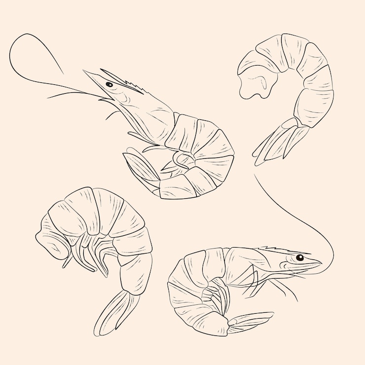 Vetor um desenho de ilustração vintage de camarões