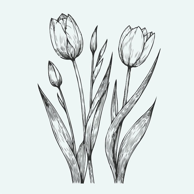 um desenho de três tulipas com as palavras tulipas