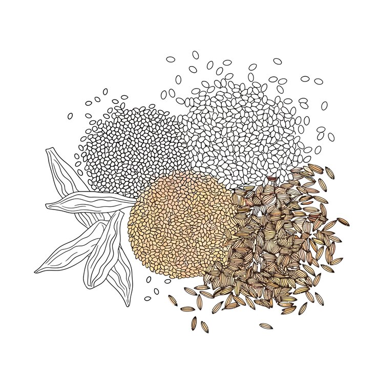Vetor um desenho de um girassol e sementes com sementes nele