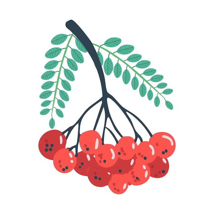 Vetor um desenho de uma planta com bagas amarelas e folhas verdes
