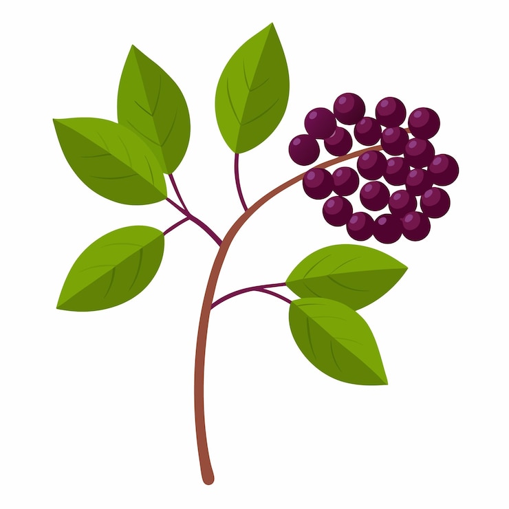 Vetor um desenho de uma planta com folhas verdes e uma imagem de bagas
