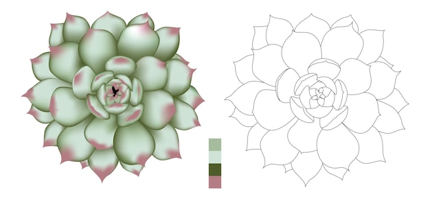 Vetor um desenho de uma suculenta com uma flor no centro.