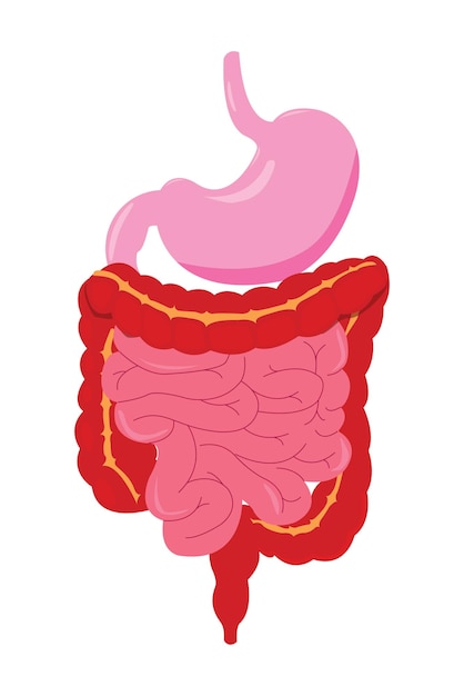 Um diagrama do sistema digestivo humano ilustrando os órgãos envolvidos na digestão, incluindo os intestinos do estômago
