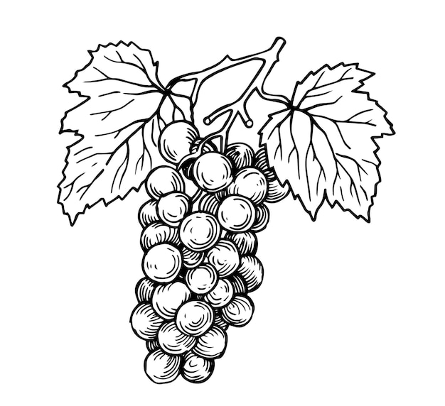 Vetor um feixe de uvas desenho vintage em estilo esboço ilustração em preto e branco