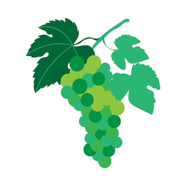 um feixe de uvas