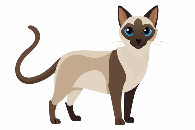 Vetor um gato siamês com olhos azuis impressionantes em pé alerta e gracioso
