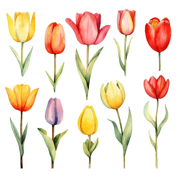 Vetor um pacote de tulipas aquareladas.
