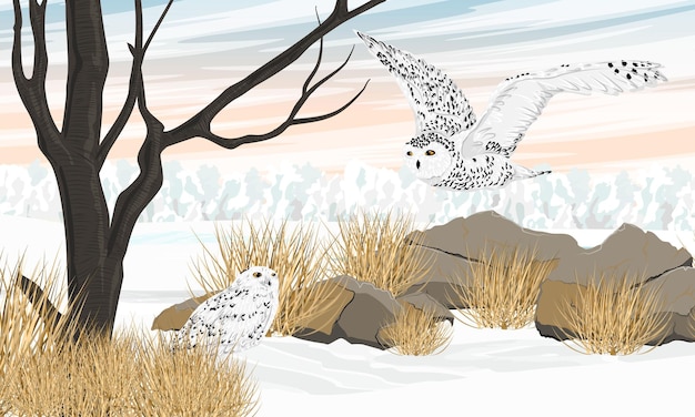 Vetor um par de corujas na neve em um campo nevado aves selvagens do ártico paisagem vetorial realista