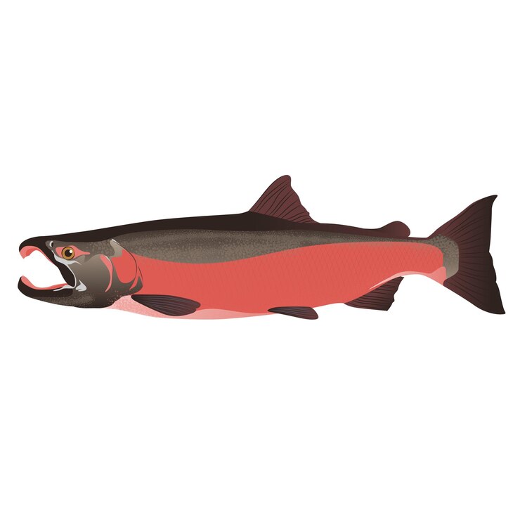 Um peixe com uma cauda vermelha.