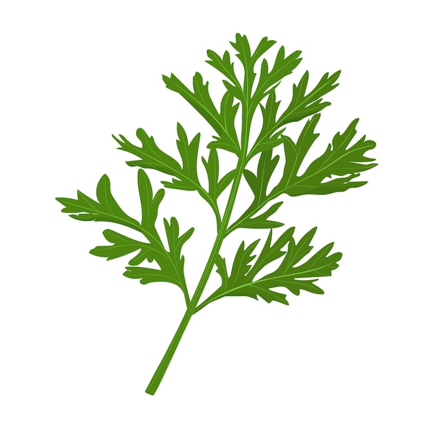 Um raminho de uma planta medicinal absinto Ilustração vetorial isolada em estilo cartoon