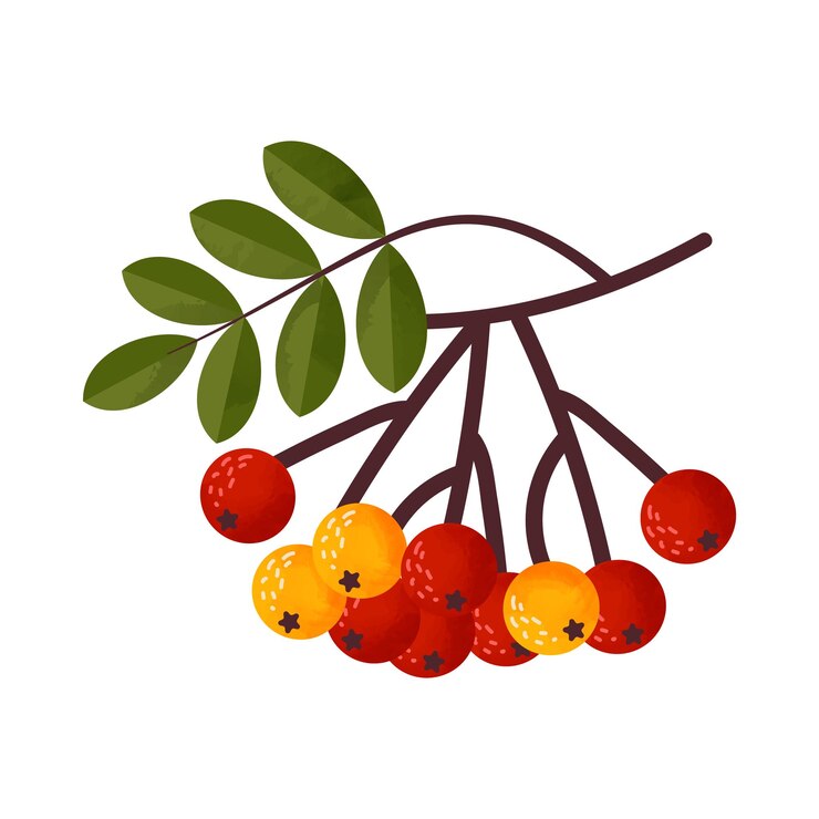 Vetor um ramo da árvore rowan grono com frutas e folhas ilustração vetorial isolada