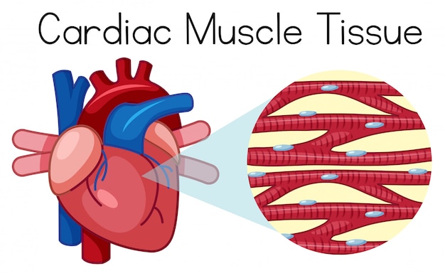 Vetor um tecido muscular humano cardíaco