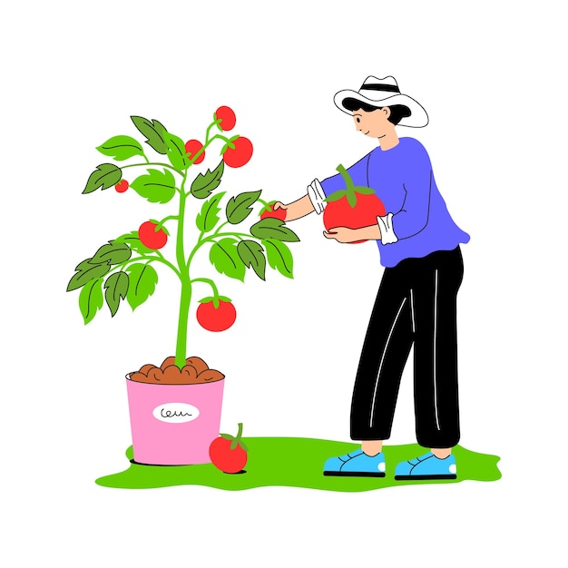 Um trabalhador colhendo tomates maduros da videira