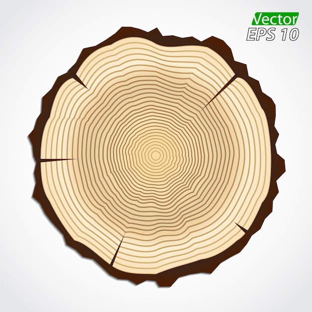 um tronco de árvore com uma forma circular que diz xc sobre ele