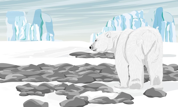 Vetor um urso polar caminha ao longo da tundra ártica nevada com montes de neve, rochas e seixos