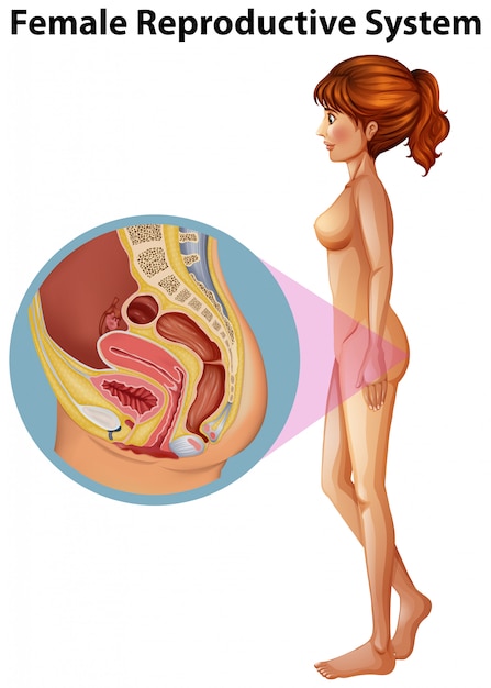 Uma anatomia feminina do sistema reprodutivo