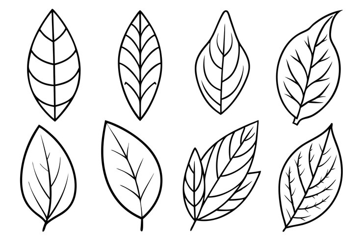 uma coleção de desenhos de folhas e folhas