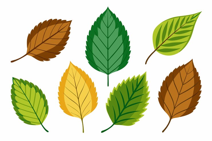 Vetor uma coleção de folhas e folhas diferentes