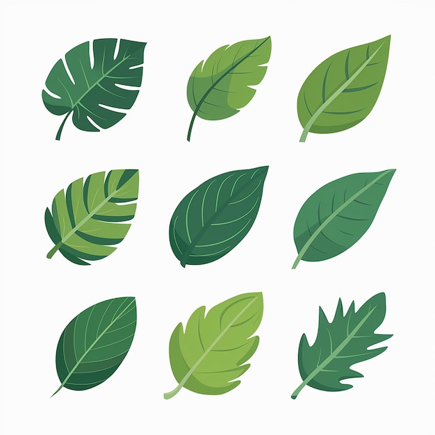Vetor uma coleção de folhas verdes com a palavra folha sobre elas
