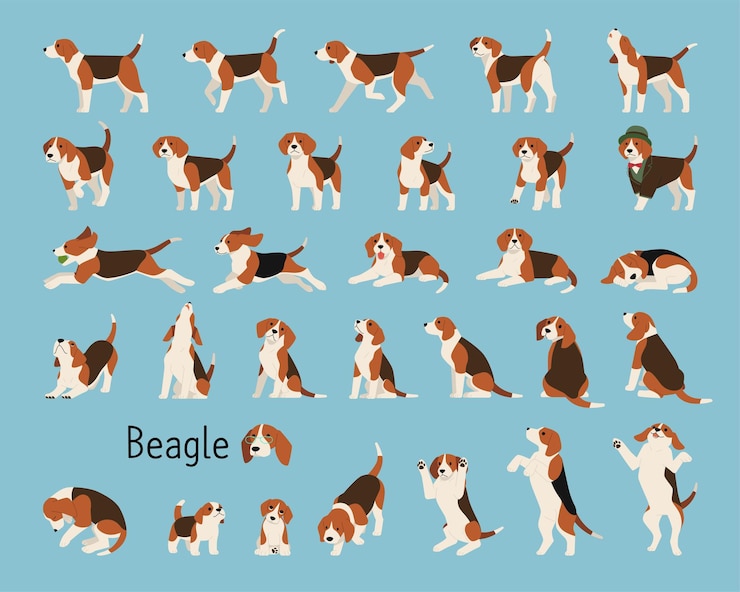 Vetor uma coleção de ilustrações vetoriais planas de beagles animados