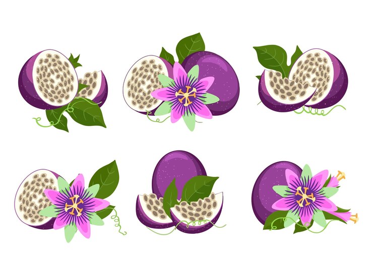 Vetor uma coleção de imagens omaracuja e passiflora maracuya isolado passivo roxo de figos e flores