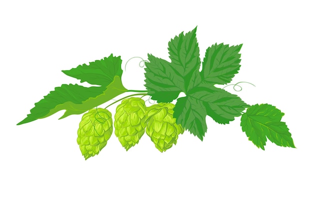 Uma composição de folhas e frutos de lúpulo ingrediente fresco para a produção de cerveja vetor