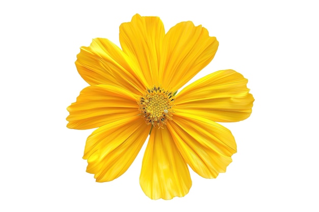 uma flor amarela com um centro amarelo