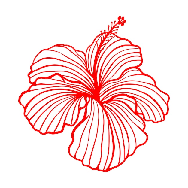 Uma flor de hibisco vermelho com uma flor de hibisco em um fundo branco.