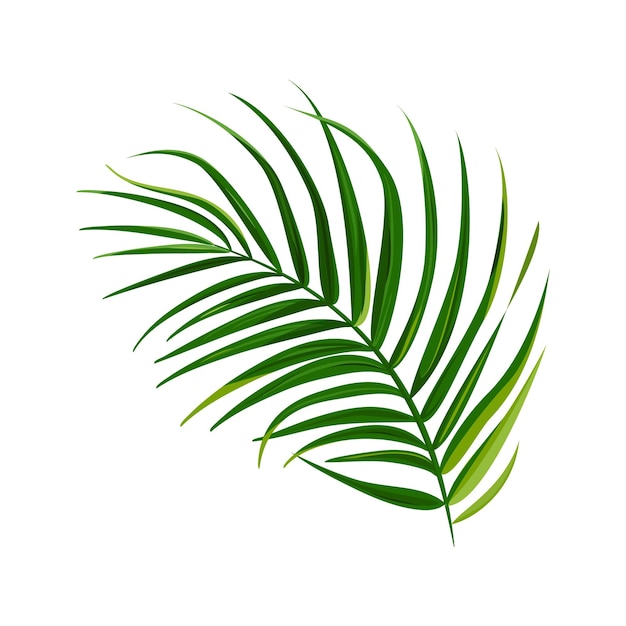 Vetor uma folha de palmeira verde sobre um fundo branco