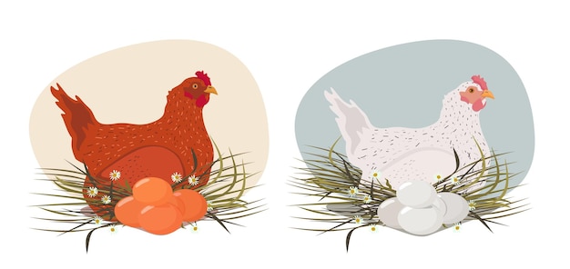 Uma galinha branca e uma galinha vermelha com ovos em um ninho de feno. um conjunto de vetores.