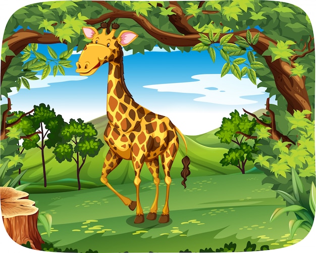 Uma girafa na floresta