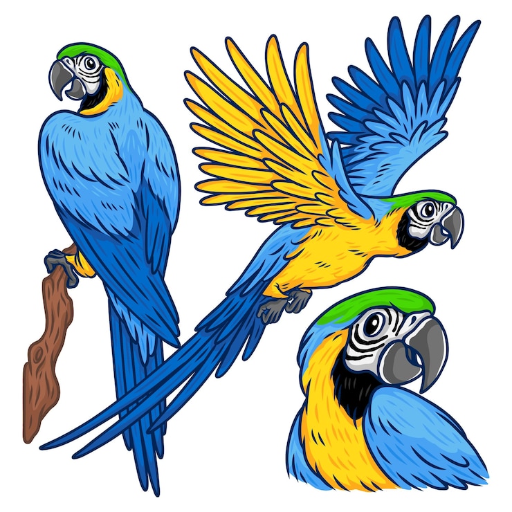 Vetor uma ilustração de azul feliz e amarelo dourado macaw pássaro exótico tropical em estilo de desenho de desenho animado