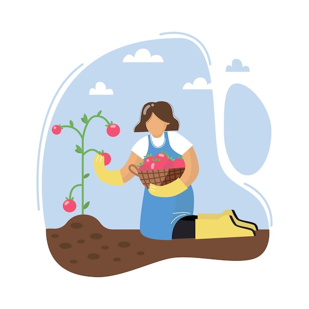 Uma jovem mulher colhendo tomates Mulher colhe tomates Mulher com cesto Conceito de jardinagem