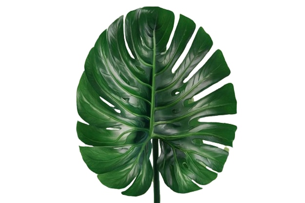 Uma linda e impressionante folha verde tropical em fundo transparente