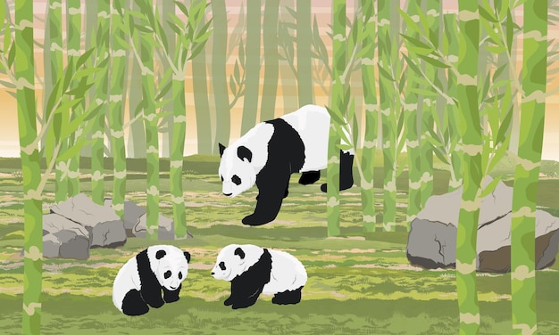 Panda,Panda DOS desenhos animados,O tesouro Nacional,Sichuan panda,Animais  raros,O Bambu