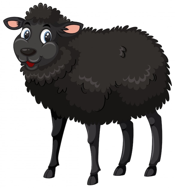 Uma ovelha negra em fundo branco