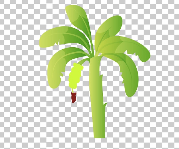 uma palmeira em fundo transparente com uma banana em fundo transparente