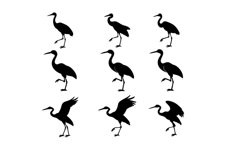 Vetor uma série de pássaros com diferentes poses e imagens de aves