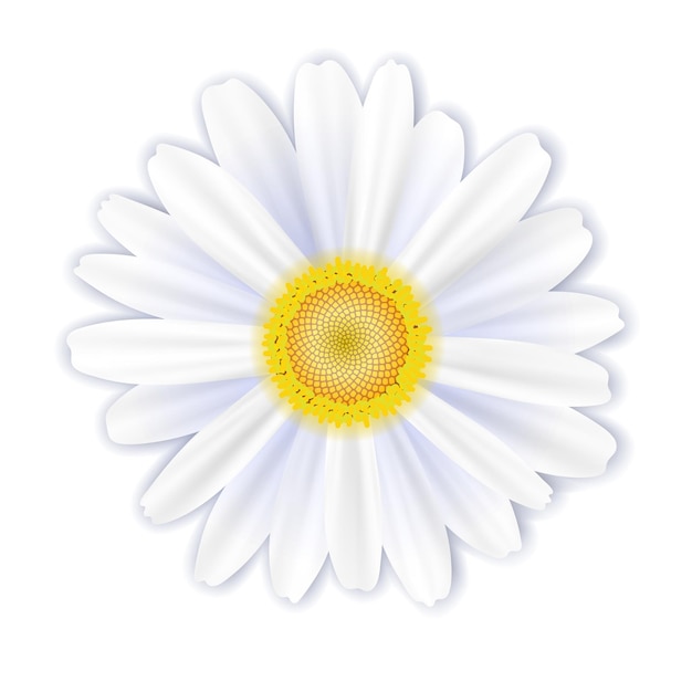 Uma única flor branca, uma margarida em um fundo branco, ilustração vetorial