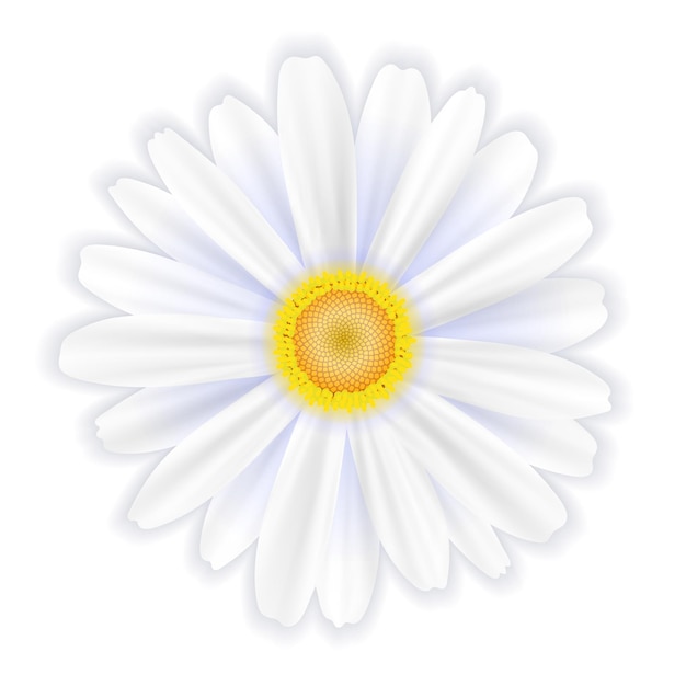 Uma única flor branca uma margarida em uma ilustração vetorial de fundo branco