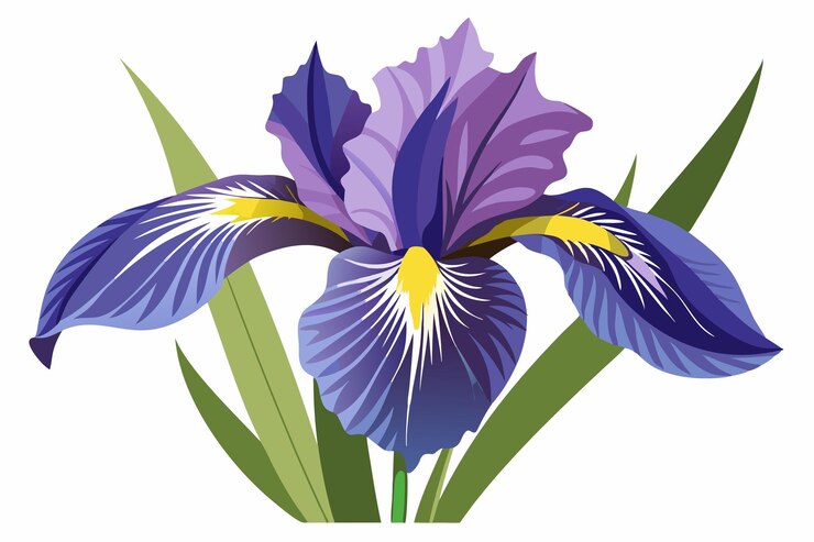 Vetor uma única flor de íris roxa com folhas verdes