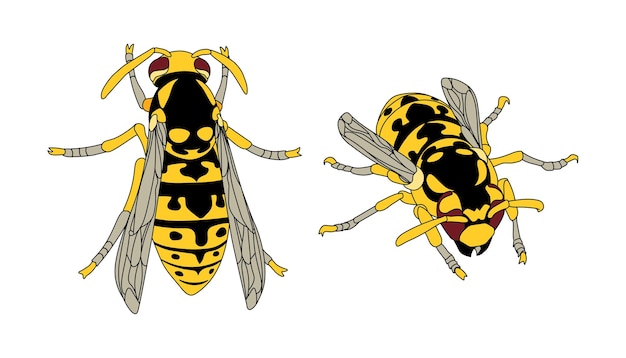 Uma vespa comum um inseto venenoso um símbolo de perigo em linhas de contorno pretas