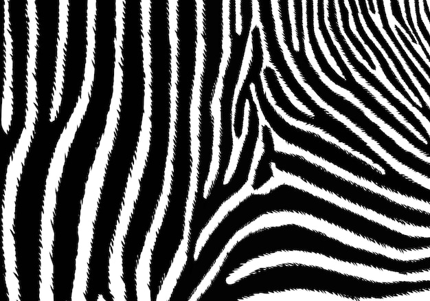 uma zebra preta e branca com listras em preto e branco