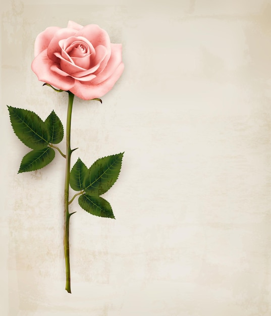 Única rosa rosa em um fundo de papel velho. Vetor.
